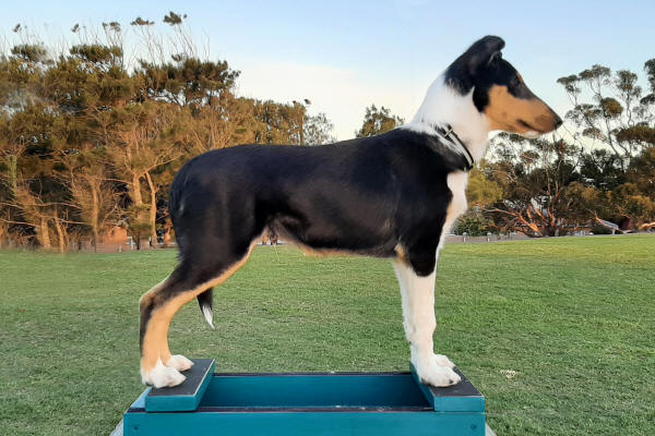 goos tri smooth collie south africa