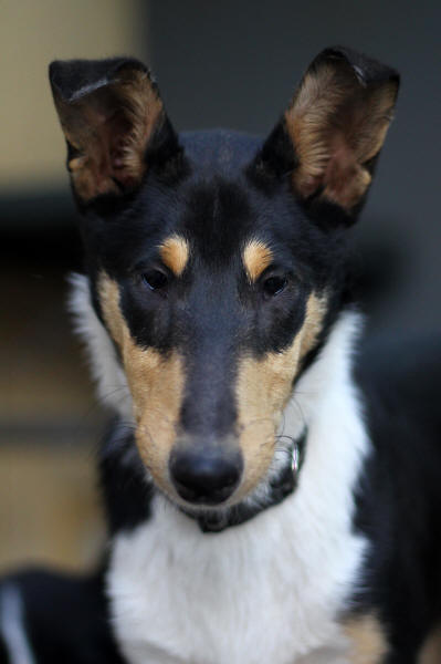 Smooth collie puppy goose south africa