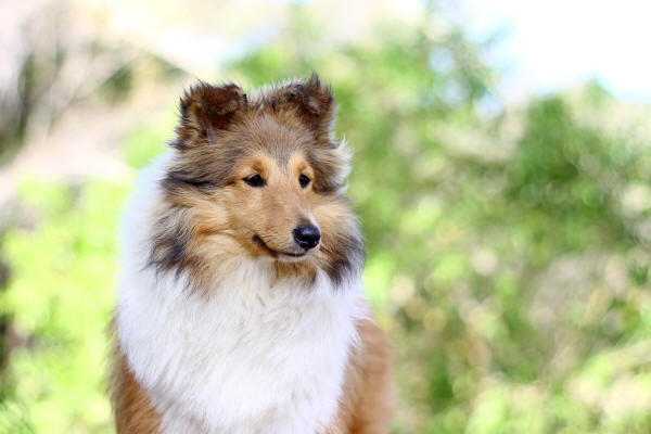 sable sheltie puppy south africa