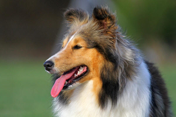 sable sheltie south africa