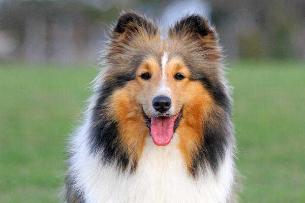 sable sheltie south africa