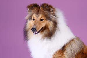 arie south africa sheltie puppy