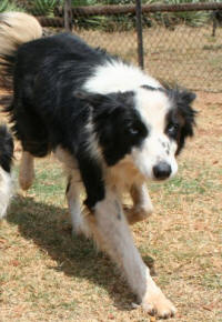 border collie rescue south africa