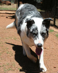 Border collie rescue South Africa
