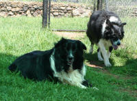 Border Collie Rescue South Africa