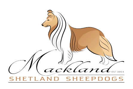mackland shetland sheepdogs south africa